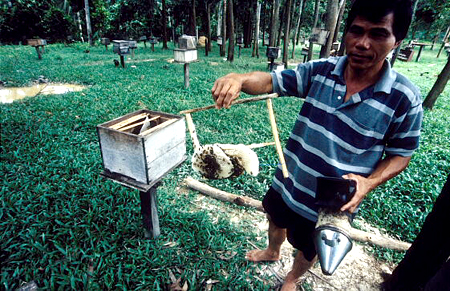 Kadazan Beekeeping